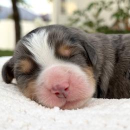 Girl 3 - female Bernedoodle puppy in Highland, Utah from Angel Pups Deluxe