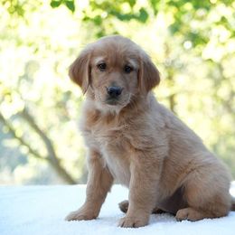 Tessa - Dark golden female Golden Retriever puppy in Saint Joe, Indiana from Golden Acres Farm