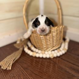 Lighting - Black white and tan male English Springer Spaniel puppy in Cottageville, West Virginia from Mountain Top Springers