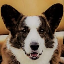 Cali - Cardigan Welsh Corgi