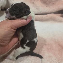 Girl 2 - Brown and white female Portuguese Water Dog puppy in Indianola, Utah from Mlee puppies