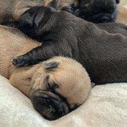 French Bulldog Puppies from Chen French Bulldogs