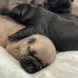 French Bulldog Puppies from Chen French Bulldogs
