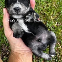 Boy 1 - Black and silver male Miniature Schnauzer puppy in Kentucky from Tyra's Mini Schnauzers