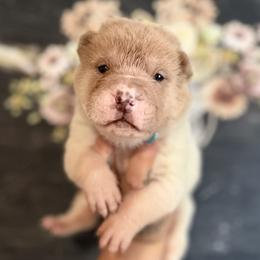 Pine - Lilac dilute male Chinese Shar-Pei puppy in Lehigh Acres, Florida from Florida Wrinkles