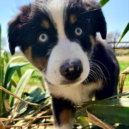 Buddy (ASDR and AKC) - Black tri male Miniature Australian Shepherd puppy in Stockton, Missouri from Kizmit Farmz