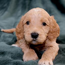 Blossom - Apricot female Australian Labradoodle puppy in Stanwood, Washington from Victoria Creek Australian Labradoodles