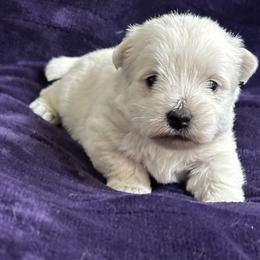 Girl 2 - White female West Highland White Terrier puppy in Scurry, Texas from Karen Williams's West Highland White Terriers