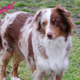 Keeper - Miniature Australian Shepherd