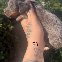 Female 6 - Blue and cream female Dachshund puppy in Riverside, California from Ashley’s canine collective