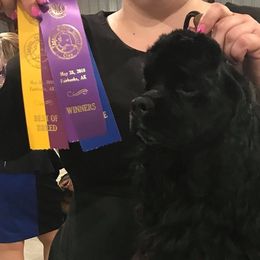 Cocker Spaniels and Poodles from Rumor Haz It Kennels