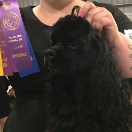 Cocker Spaniels and Poodles from Rumor Haz It Kennels
