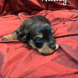 Harley - Liver male Miniature Schnauzer puppy in Kentucky from Mrs Bs Teeny Schnauzers & Doodles