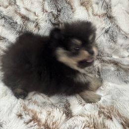 Ford - Black and tan male Pomeranian puppy in Scottsdale, Arizona from Pomeranian Puppy Paradise