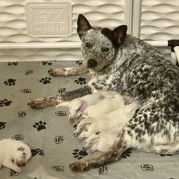 Australian Cattle Dog Puppies from Sage Creek Australian Cattle Dogs