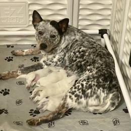 Australian Cattle Dog Puppies from Sage Creek Australian Cattle Dogs