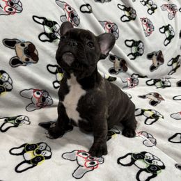 Girl 1 - French Bulldog puppy from Frenchie In The Now
