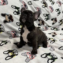 Girl 1 - French Bulldog puppy from Frenchie In The Now