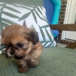 Duke - Black and tan female Shih Tzu puppy in Burlington, North Carolina from Nancy’s Lil’Shih Tzus