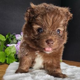 Pepper's Breaking The Habit - Habby - Chocolate male Pomeranian puppy in Plant City, Florida from Pepper's Pomeranians
