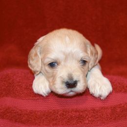 Cavapoo and Cockapoo Puppies from Clearview Canines