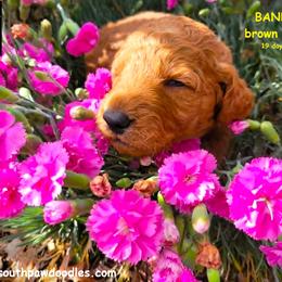 Bandit - Red  male Goldendoodle puppy in Greer, South Carolina from South Paw Doodles