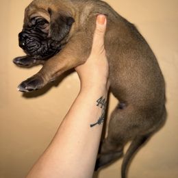 Willie - Fawn male Great Dane puppy in Latrobe, Pennsylvania from Country Danes