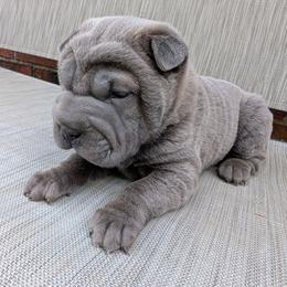 Girl 1 - Blue female Chinese Shar-Pei puppy in Autryville, North Carolina from T&D'S Razen Wrinkles Shar-pei
