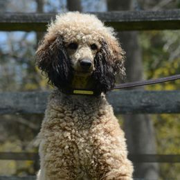 Poodle All Grown Up from Middlebranch Farm Standard Poodles