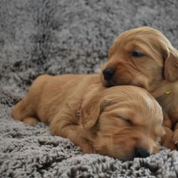 Golden Retriever Puppies from Mountain Raised Retrievers