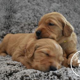 Golden Retriever Puppies from Mountain Raised Retrievers