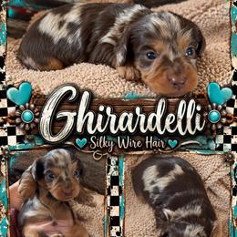 Ghirardelli- SILKY WIRE HAIR - Dapple male Dachshund puppy in Duncan, Arizona from Bootheel Doxies & Poms