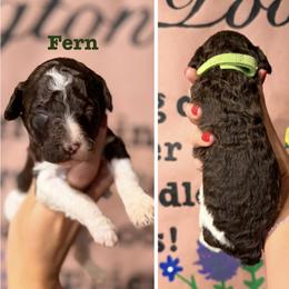 Goldendoodle and Poodle Puppies from Harrington Doodles & Poodles