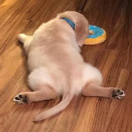 Golden Retriever, Goldendoodle, and Sheepadoodle Puppies from Guppy Puppies