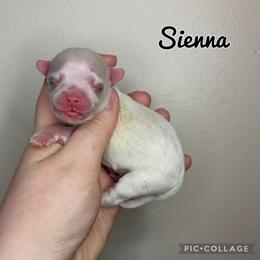 Sienna - White female Maltese puppy in Morehead, Kentucky from Paw Perfect Pets