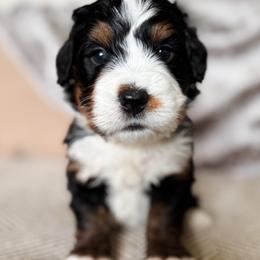 Bernedoodle and Goldendoodle Puppies from Sac River GoldenDoodles & BerneDoodles LLC
