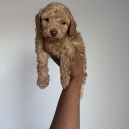 Daffodil - Apricot male Poodle puppy in Deltona, Florida from Poodles by CNC