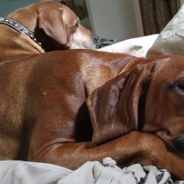 Rhodesian Ridgeback Puppies from Fawn Millette