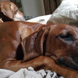 Rhodesian Ridgeback Puppies from Fawn Millette