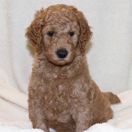 Poodle Puppies from Standard Poodles of Forest Lakes