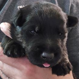 Male3 (BLIIIW) - Black male Scottish Terrier puppy in Conroe, Texas from Scotch McLaren Terriers