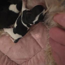 Male - Parti male Yorkshire Terrier puppy in Duncan, South Carolina from Sonshine Yorkies