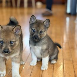Flora - Wolf sable female Pomsky puppy in Doon, Iowa from Luxury Pomsky