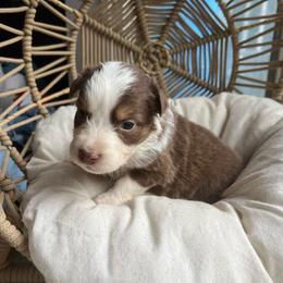 Holly - Red tri-color female Australian Shepherd puppy in Grants Pass, Oregon from Carmel Mountain Aussies