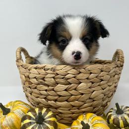 Mint (fluffy) - Black and tan male Pembroke Welsh Corgi puppy in Waco, Texas from The Comma Corgis