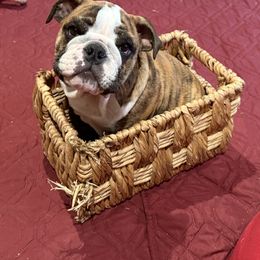 Bulldog Puppies from K & K Little Blessings