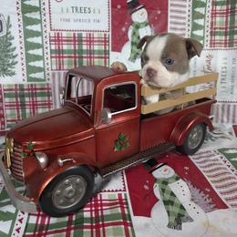 Socks - Lilac female Boston Terrier puppy in Millers Creek, North Carolina from Tumbling Shoals Hilltop Bostons