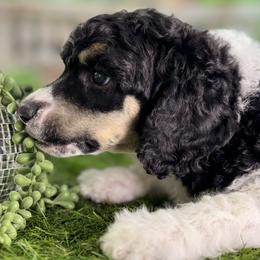 Daisy Duke - Phantom female Poodle puppy in Middlebourne, West Virginia from El Silencio Standard Poodles