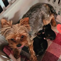 Lucy - Yorkshire Terrier