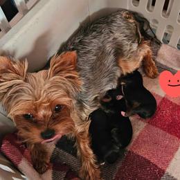 Lucy - Yorkshire Terrier